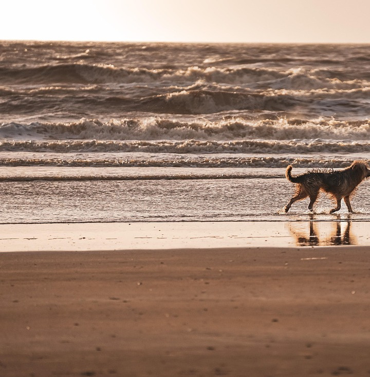 friends on the beach at sunset